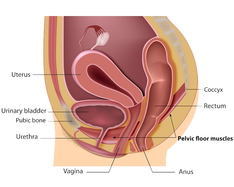 Pelvic Floor Dysfunction | DiscovHER Health | Complex GYN and Sexual Health Specialist serving Washington D.C., Maryland, and Virginia. Virtual and In-person appointments available!